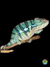 Load image into Gallery viewer, Yellow body blue bar Ambilobe panther chameleon male side profile
