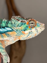 Load image into Gallery viewer, Young Ambilobe male chameleon showing yellow body and blue bars
