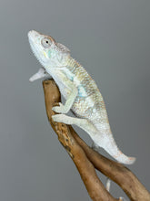 Load image into Gallery viewer, Profile of a young male Ambilobe Panther Chameleon with warm yellow coloration.

