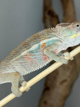 Load image into Gallery viewer, A close-up of a chameleon perched on a light-colored branch, showing its textured skin in pale beige, gray, and soft blue-green tones with orange-red accents.
