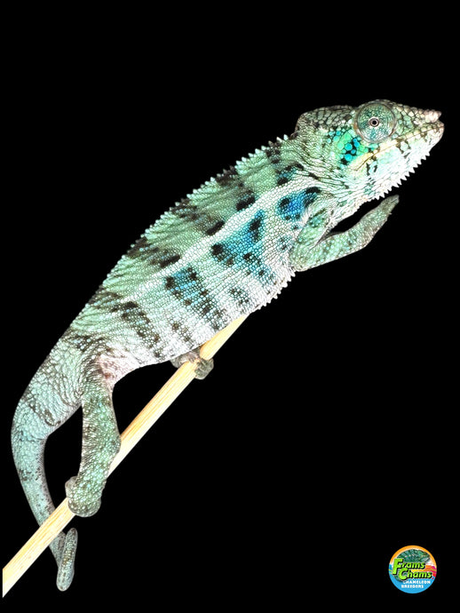 Front view of young Ambanja Panther Chameleon showing early blues and turquoise highlights.