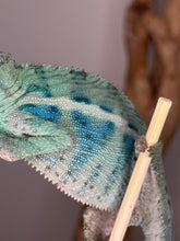 Load image into Gallery viewer, Young Ambanja Panther Chameleon perched on a branch, showing early color development.
