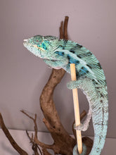 Load image into Gallery viewer, Side view of young Ambanja Panther Chameleon displaying emerging vibrant colors.
