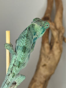 Young Ambanja Panther Chameleon with flashes of turquoise and blue on body.