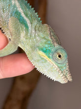 Load image into Gallery viewer, Young Ambanja Panther Chameleon male showing early blue tones
