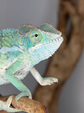 Load image into Gallery viewer, Juvenile Ambanja × Ambilobe hybrid Panther Chameleon with vibrant highlights
