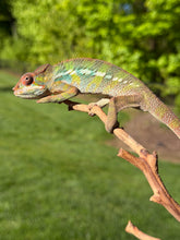 Load image into Gallery viewer, Healthy juvenile Ambilobe Panther Chameleon with colorful genetics and alert expression
