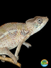 Load image into Gallery viewer, Young male Ambilobe Panther Chameleon with developing vibrant colors
