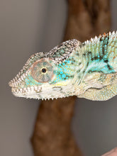 Load image into Gallery viewer, A close-up of a chameleon with bright turquoise, green, and cream-colored scales, shown in profile against a soft gray background with a blurred brown branch.
