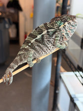 Load image into Gallery viewer, Side profile of a young male Ambilobe Panther Chameleon with developing adult coloration
