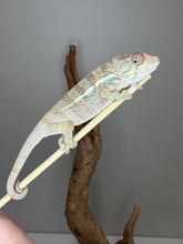 Load image into Gallery viewer, A live chameleon perched on a light-colored stick, with a piece of driftwood behind it against a plain gray wall.
