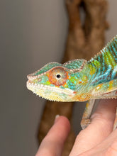 Load image into Gallery viewer, Side profile of a young male Ambilobe Panther Chameleon from Flash Jr. x Aslan bloodlines
