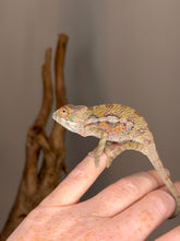 Load image into Gallery viewer, Young male Ambilobe Panther Chameleon with developing red and blue coloration
