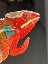 Load image into Gallery viewer, Young male Ambilobe Panther Chameleon showing rich crimson red colors with bright electric blue barring.
