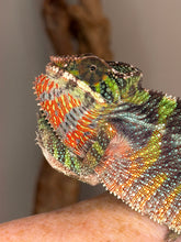 Load image into Gallery viewer, Young Ambilobe Panther Chameleon with developing red blue and green colors
