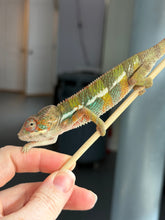 Load image into Gallery viewer, Young Ambilobe Panther Chameleon showing bright turquoise and blue coloration
