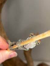 Load image into Gallery viewer, Young Ambilobe Panther Chameleon developing red blue and green coloration
