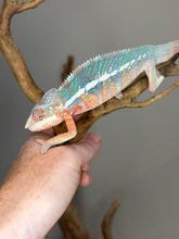 Load image into Gallery viewer, Young Ambilobe Panther Chameleon with yellow blue and turquoise coloration
