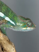 Load image into Gallery viewer, A close-up side view of a green chameleon perched on a piece of driftwood against a smooth gray background.
