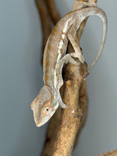 Load image into Gallery viewer, Healthy young female Ambanja Panther Chameleon raised by FramsChams.
