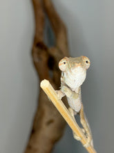 Load image into Gallery viewer, Young Female Ambanja Panther Chameleon perched on a natural branch.
