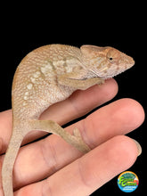 Load image into Gallery viewer, Young female Ambilobe Panther Chameleon captive bred by FramsChams
