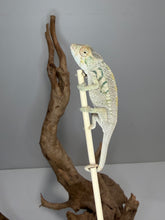 Load image into Gallery viewer, Full-body view of a female Nosy Be Panther Chameleon raised by FramsChams Chameleon Breeders
