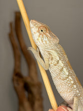 Load image into Gallery viewer, Side profile of a young female Nosy Be Panther Chameleon raised by FramsChams
