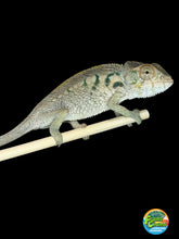 Load image into Gallery viewer, Young female Nosy Be Panther Chameleon from Blucifer × Kandinsky bloodlines at FramsChams
