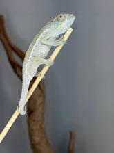 Load image into Gallery viewer, Young female Ambilobe Panther Chameleon showing her developing coloration
