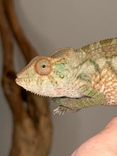 Load image into Gallery viewer, A close-up side view of a female peach and tan chameleon perched on a human finger, with a blurred brown branch and neutral gray background.
