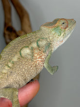 Load image into Gallery viewer, A close-up of a female chameleon being held on a person's fingers, with a soft gray background and blurred branches behind it.

