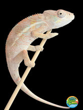 Load image into Gallery viewer, A juvenile chameleon with hints of color popping clinging to a thin stick against a solid black background, with a small circular logo in the bottom-right corner.
