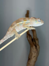 Load image into Gallery viewer, A live chameleon perched on a thin stick, shown in profile against a soft gray background with a blurred branch behind it.
