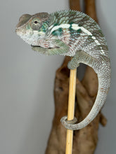 Load image into Gallery viewer, Captive bred young male Ambilobe Panther Chameleon with calm personality and developing color
