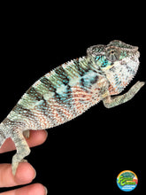 Load image into Gallery viewer, A live chameleon being held by a human hand against a solid black background. The chameleon has a textured, spiky skin pattern with green, blue, orange, and black markings.
