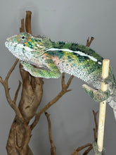 Load image into Gallery viewer, Healthy Ambilobe Panther Chameleon climbing
