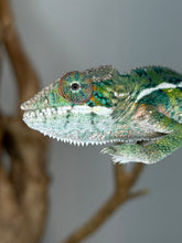 Load image into Gallery viewer, Close-up of a young male Ambilobe Panther Chameleon with blue bars.
