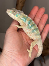 Load image into Gallery viewer, A beautiful chameleon with pale yellow, green, and turquoise coloring resting on a person's open hand.
