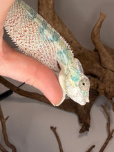 Load image into Gallery viewer, A close-up of a rainbow chameleon being held by a human hand, with a textured branch and neutral background visible.

