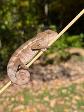 Load image into Gallery viewer, Flash × Aslan Ambilobe Panther Chameleon young male displaying rich red and emerging blue and green colors

