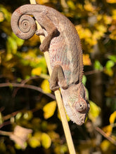 Load image into Gallery viewer, Young male Ambilobe Panther Chameleon from Flash × Aslan bloodlines with developing red, blue and green coloration
