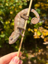 Load image into Gallery viewer, Colorful young male Ambilobe Panther Chameleon showing bright red and developing blue and green colors
