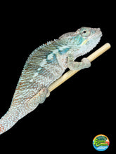 Load image into Gallery viewer, Young male Ambilobe Panther Chameleon for sale from Flash × Aslan bloodlines.
