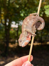 Load image into Gallery viewer, Young captive bred male Ambilobe Panther Chameleon with vibrant developing coloration
