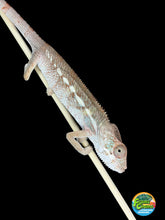Load image into Gallery viewer, Young male Ambilobe Panther Chameleon for sale from Flash × Aslan bloodlines.
