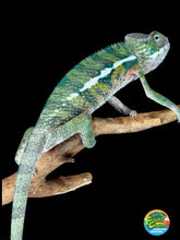 Load image into Gallery viewer, Young male Ambilobe Panther Chameleon for sale from Flash Jr. x Aslan bloodlines.
