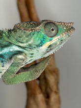 Load image into Gallery viewer, Juvenile male Ambilobe Panther Chameleon displaying vibrant turquoise highlights and alert posture
