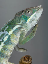 Load image into Gallery viewer, Young male Ambilobe Panther Chameleon from FramsChams with bold blue bars and confident personality
