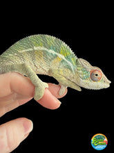 Load image into Gallery viewer, Young male Ambilobe Panther Chameleon from Flash Jr. x Aslan bloodlines with vibrant developing colors.
